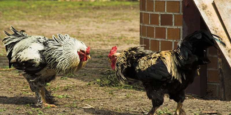 cau chuyen ga choi 1 cau chuyen ga choi 1