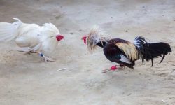 Câu Chuyện Gà Chọi: Sự Thật Đằng Sau Những Chiến Binh Vô Địch!