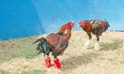 Xem Đá Gà Trực Tiếp – Thỏa Mãn Đam Mê Trên Thiết Bị Cá Nhân