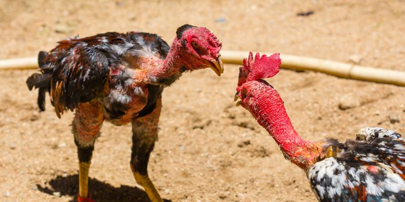 da ga truc tiep hoat dong