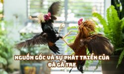 Đá Gà Tre SV388: Trải Nghiệm Đỉnh Cao Cùng Nhà Cái Hàng Đầu