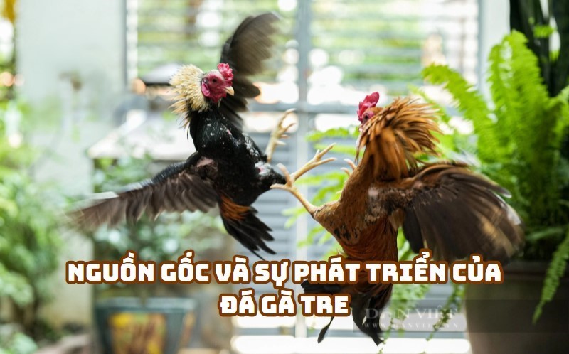 da ga tre sv388 trai nghiem dinh cao cung nha cai hang dau1