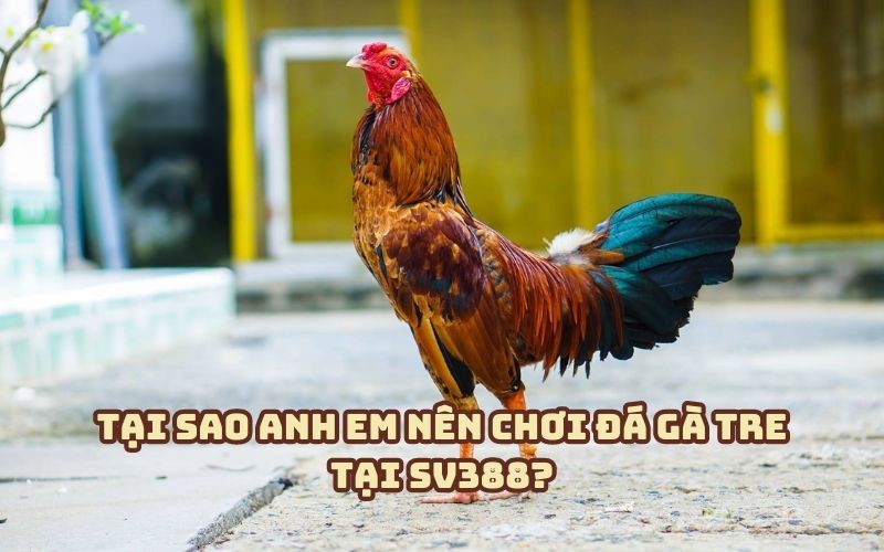 da ga tre sv388 trai nghiem dinh cao cung nha cai hang dau3