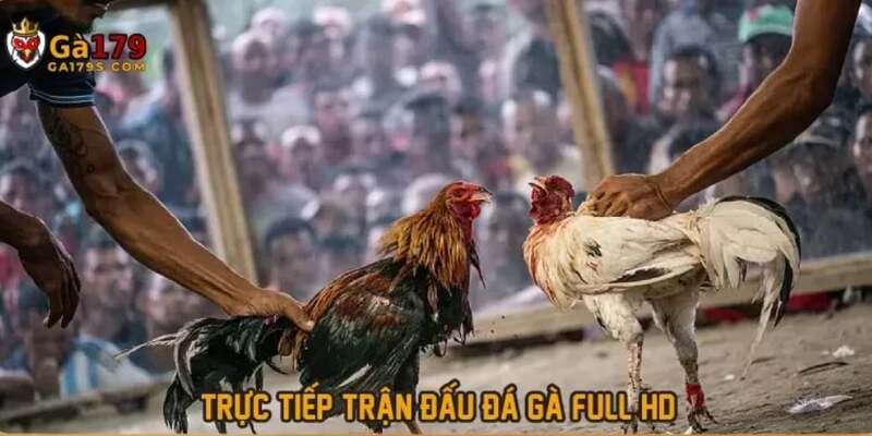 nhung y chinh ve trang web ga179 ma ban nen biet